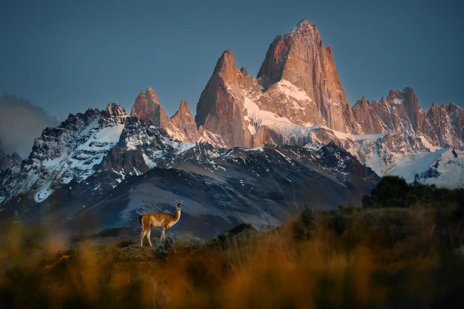 Guanaco-Fitz